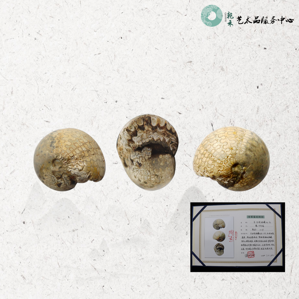  贵州乾禾特别推荐：古生物海螺化石