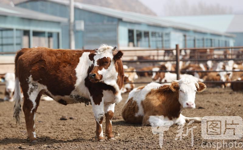 河北隆化：肉牛产业助农增收