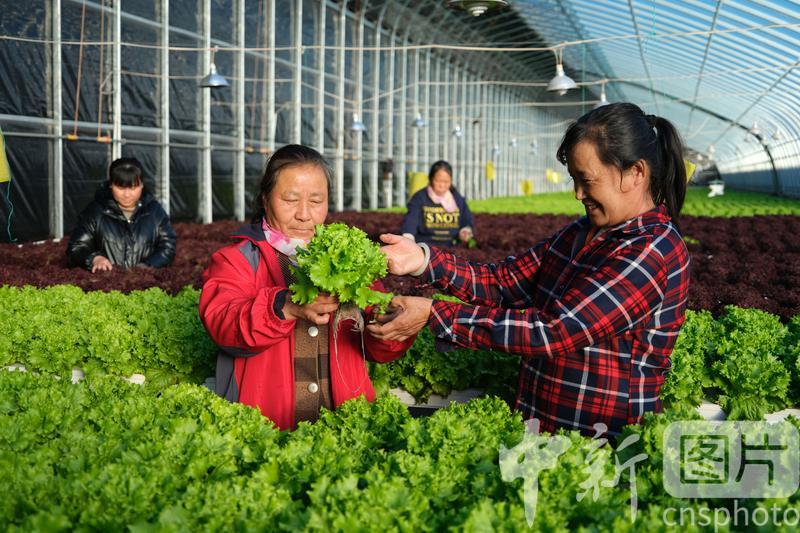 河北丰宁：数字化蔬菜种植助农增收